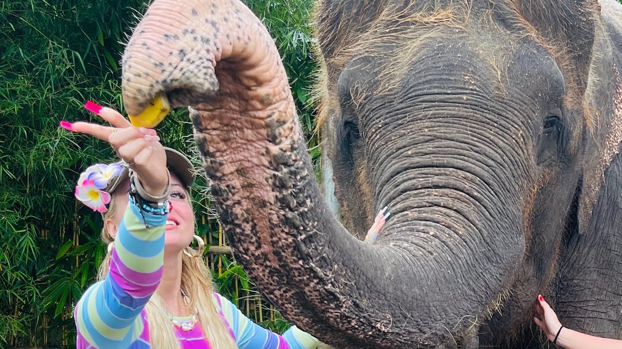 DAG 6 PÅ BALI - vi bader en elefant 🐘