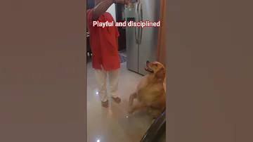 Simba Golden Retriever S Best Trick Shortvideo Shorts Dog Goldenretriever Simba Trending Pet 