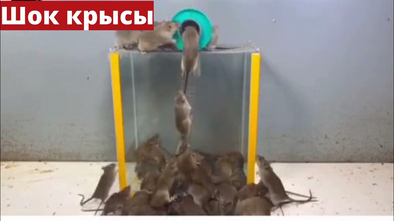 Эксперимент с крысами в идеальных. Дидье Дезор эксперимент с крысами. Ловля крыс. Эксперимент с домашними крысами.
