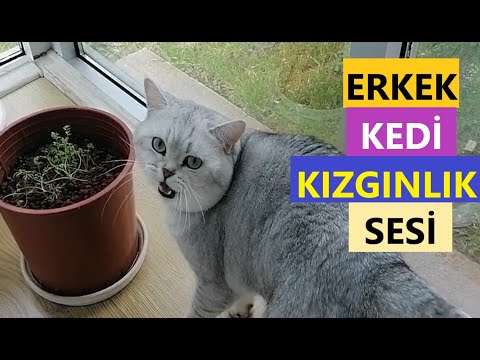 ERKEK KEDİ SESİ - KIZGINLIK DÖNEMİ MİYAVLAMASI- Kedileri Bir Araya Topla