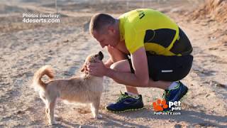 Finding Gobi - The Desert Dog