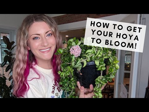 Video: Min voksplante vil ikke blomstre - grunde til, hvorfor en hoya ikke blomstrer