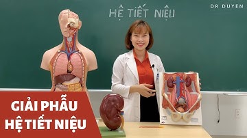 Môn học: Giải phẫu hệ tiết niệu | Dr Duyên