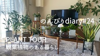 [50代主婦vlog]プラントツアー/我が家の観葉植物のご紹介/インテリアグリーン/ザファームユニバーサル/マンション