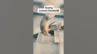 Kucing Lulusan konoha