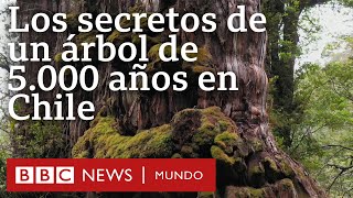 El árbol patagónico de 5.000 años que guarda respuestas sobre el futuro del clima en la Tierra