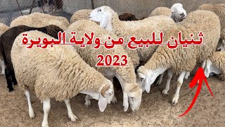 ثنيان للبيع من ولاية البويرة ا أسعار أضحيات العيد 2023