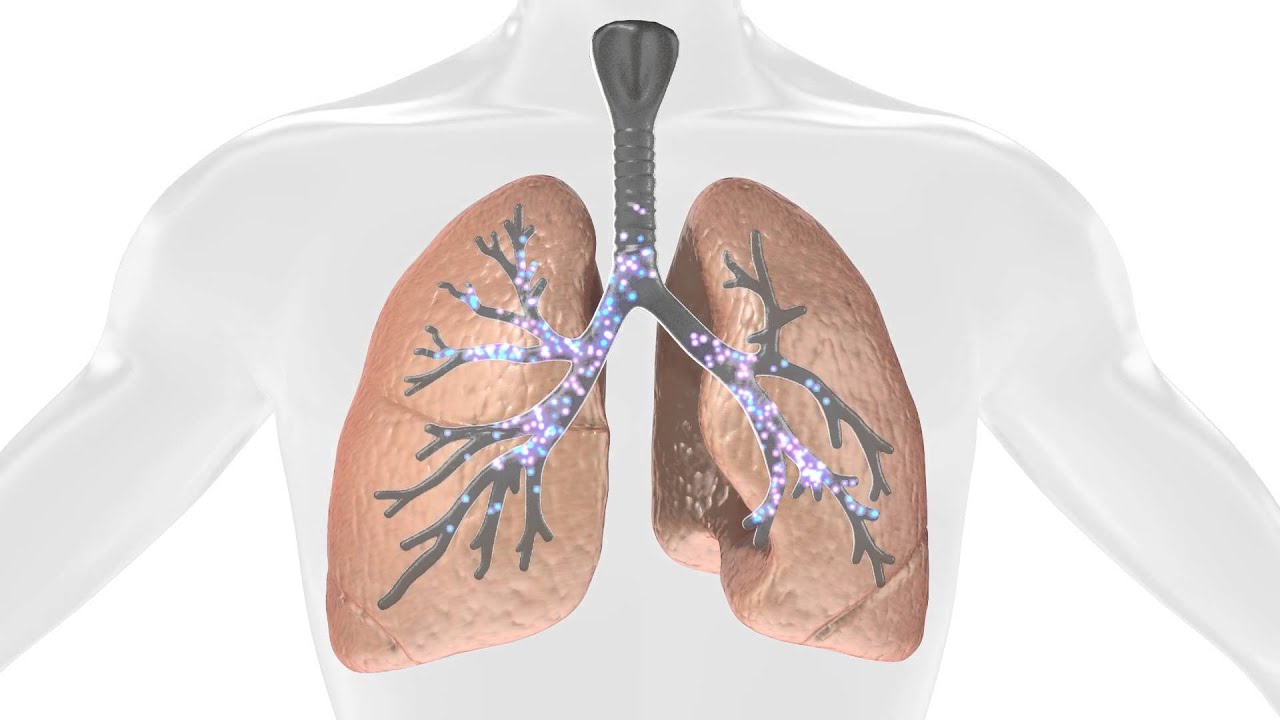  Lung  Animation  YouTube