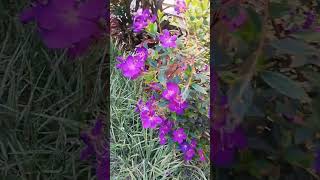 # Begam Bahar # beutiful flower