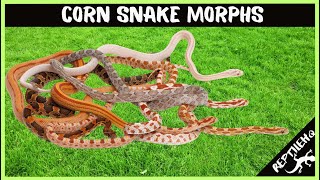 10 Most Popular Corn Snake Morphs