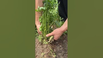 St 45788 mini rotary tillage and ridging all-in one tree 🌲 short view#subscribe