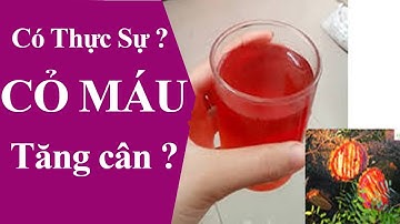 Cây cỏ máu có tăng cân không ? | Tác dụng của cây cỏ máu
