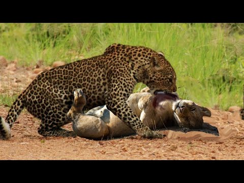 Video: Leopardi I Borës Së Kafshëve: Përshkrimi, Habitati