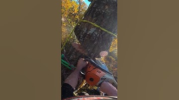 Negative rigging #arborist #rigging #chainsaw #arbortec