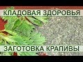 Молодая майская крапива - сбор и заготовка. Young may nettle - picking and harvesting