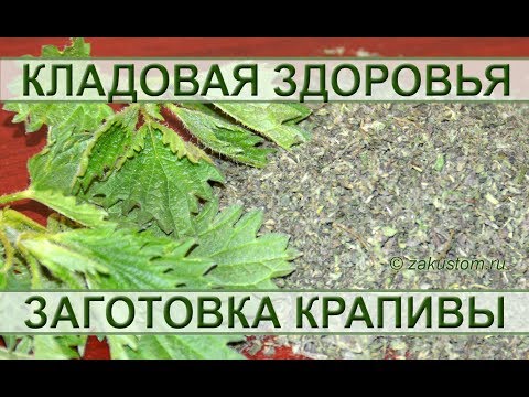 Молодая майская крапива - сбор и заготовка. Young may nettle - picking and harvesting