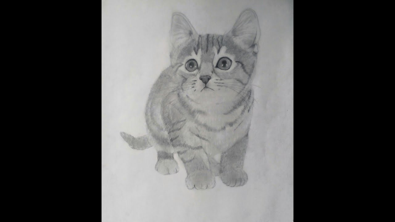 Comment Dessiner Un Chaton Realiste Youtube