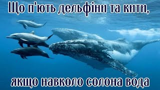 What do dolphins and whales drink if there is salt water around by Жива Планета 213 views 1 month ago 3 minutes, 5 seconds