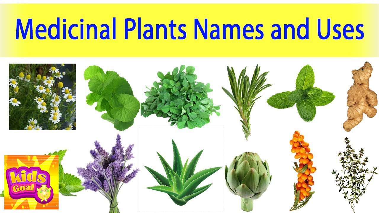 Medicinal Plants And Their Uses Ayurveda Plants Names