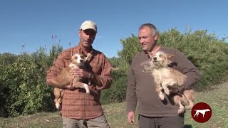 Podencos de talla chica (podenco portugués)