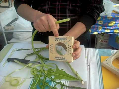 taglia puntarelle e puntarelle porta portese roma pulitura della pianta  delle puntarelle 