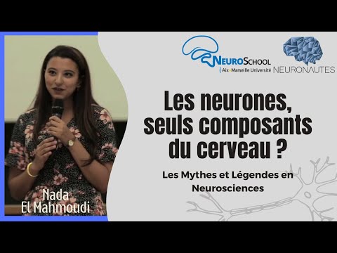 Mythes et Légendes en Neurosciences #6 - Les neurones, seuls composants du cerveau ?