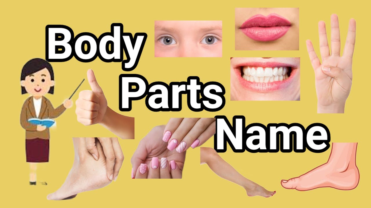 Parts Of Body Name With Spelling L Human Body Parts L Body Parts Name Parts Of Body Name With Spelling L Human Body Parts L Body Parts Name