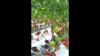 Uprawa pomidorów w żwirze