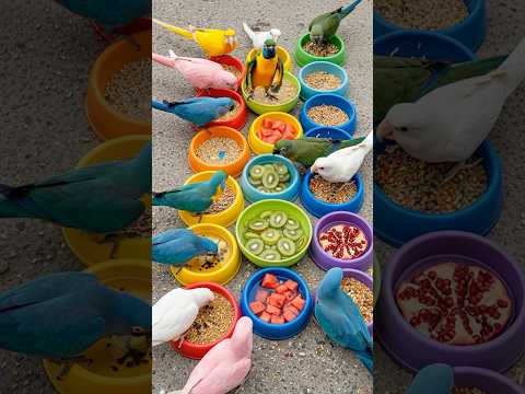 Bird Sound Colorful Talking Parrots Share Snacks And Silly Dance Moves Birds Parrot