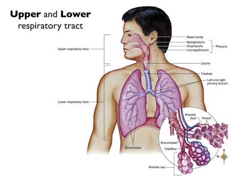 20190222 Introduction & The anatomy and physiology of the respiratory