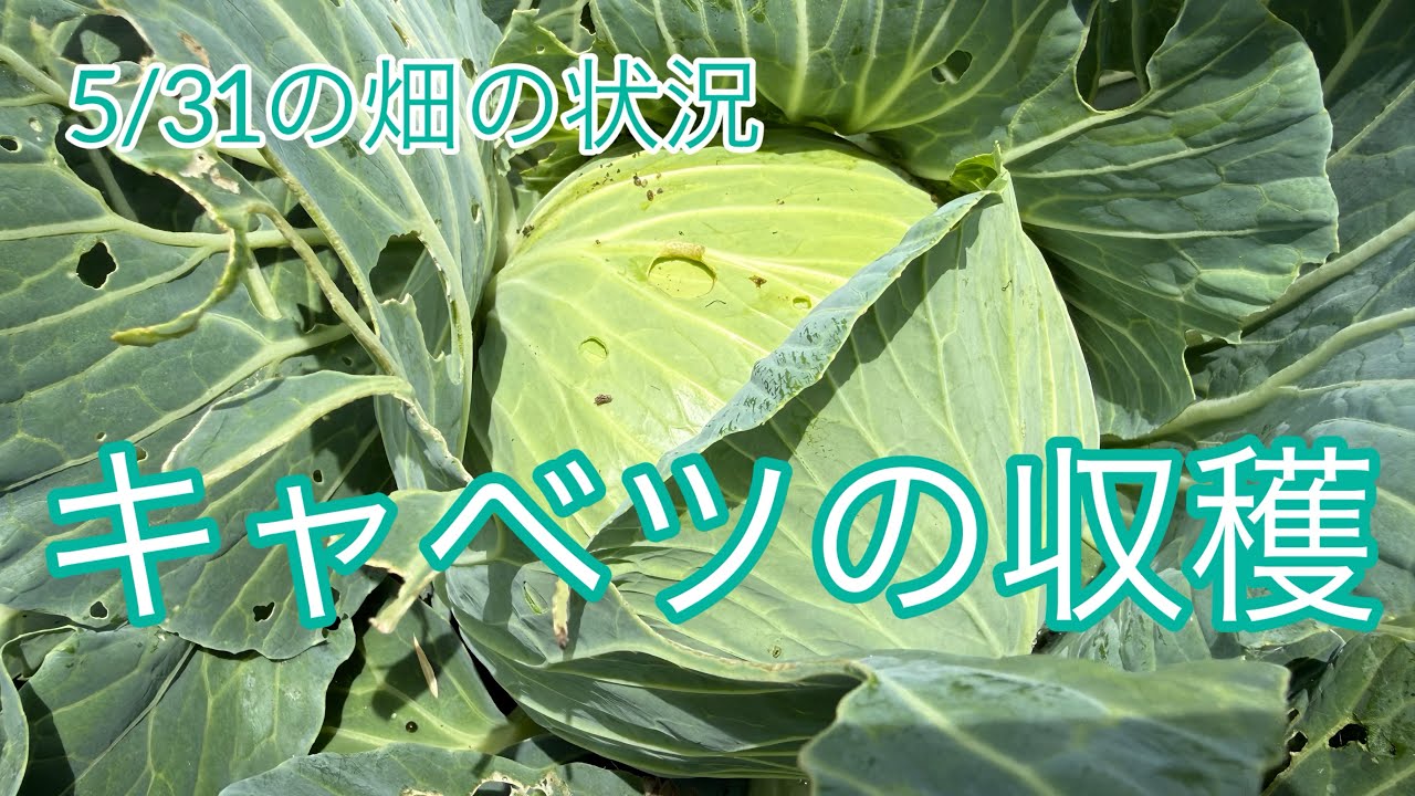 キャベツ Cabbage Harvest] Garden Update on 5/31: Tomatoes🍅, Eggplants