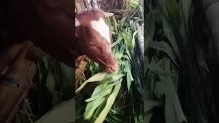 🐄 sapi SIMENTAL #shorts #sapi #sapisimental #sapijumbo #sapilucu