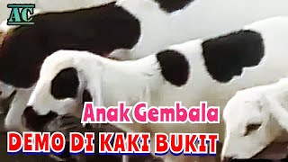 KAMBING DEMO ( ANAK GEMBALA LAGU ANAK INDONESIA ) COVER @ APITA CHANNEL ~ DJ REMIX