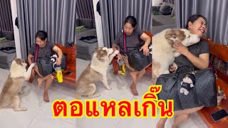 ข้าวเหนียวกำลังวางแผนฮุ๊บสมบัติยายทั้งหมด