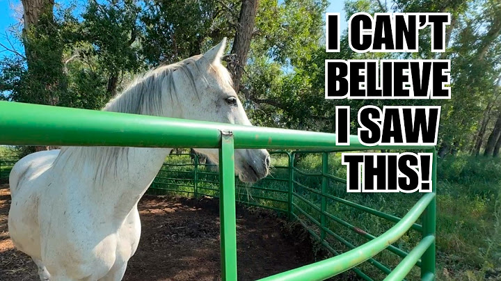 Predator in the Horse Pasture!  ~ Tiny is not happy!