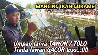 UMPAN TOLO / LARVA TAWON GACOR TIADA LAWAN | Mancing GURAME | KP MASTER CILIK