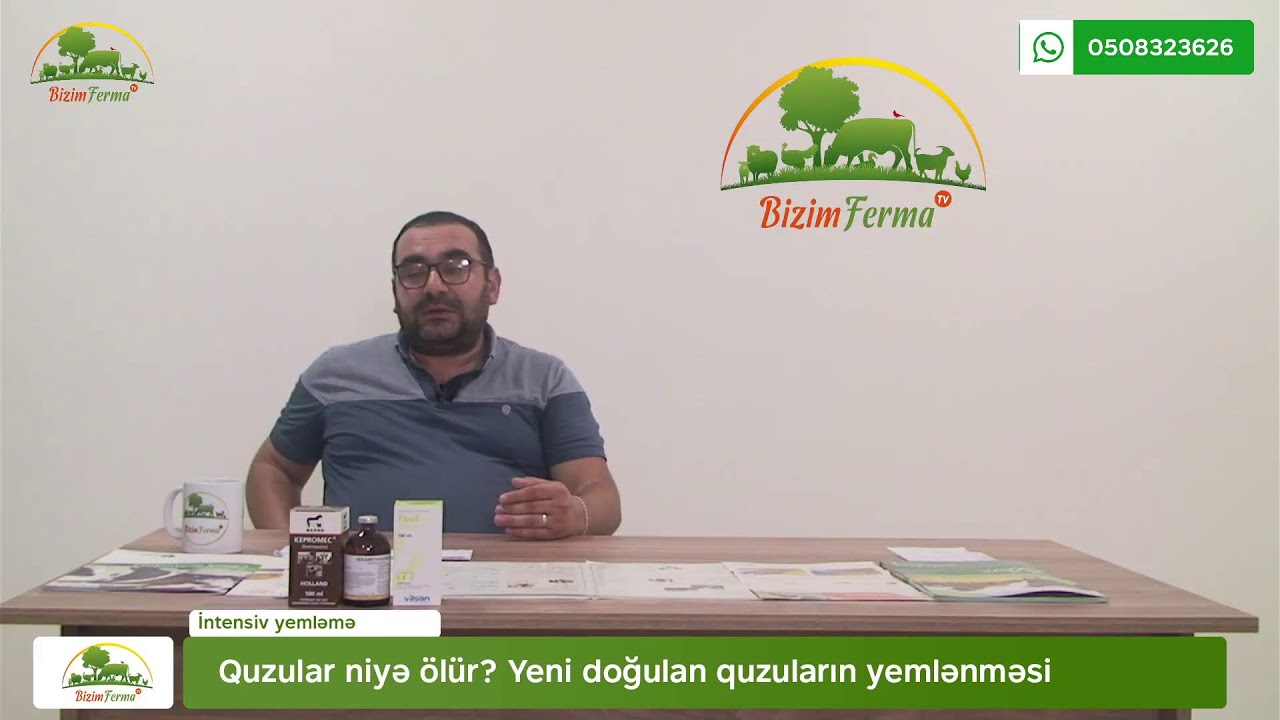 Quzular niyə ölür? Yeni doğulan quzuların yemlənməsi