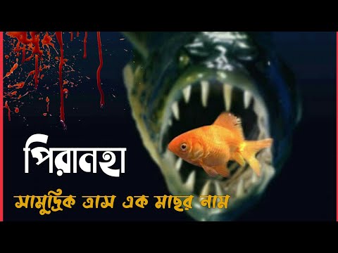 ভিডিও: আমাজনবাসী কি বিনামূল্যে প্রাইম পান?