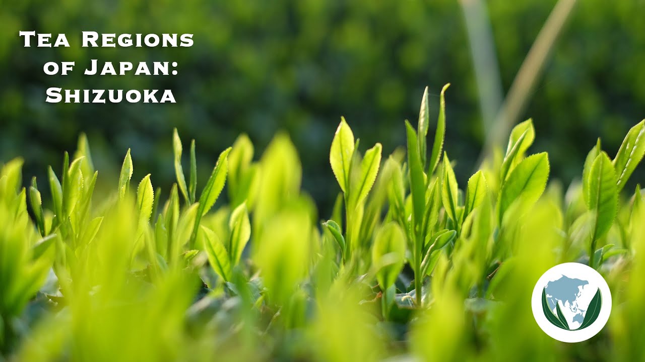 Tea Regions of Japan - Shizuoka Program Pre-release Event