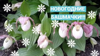 Венерины башмачки. Новинки и посадка