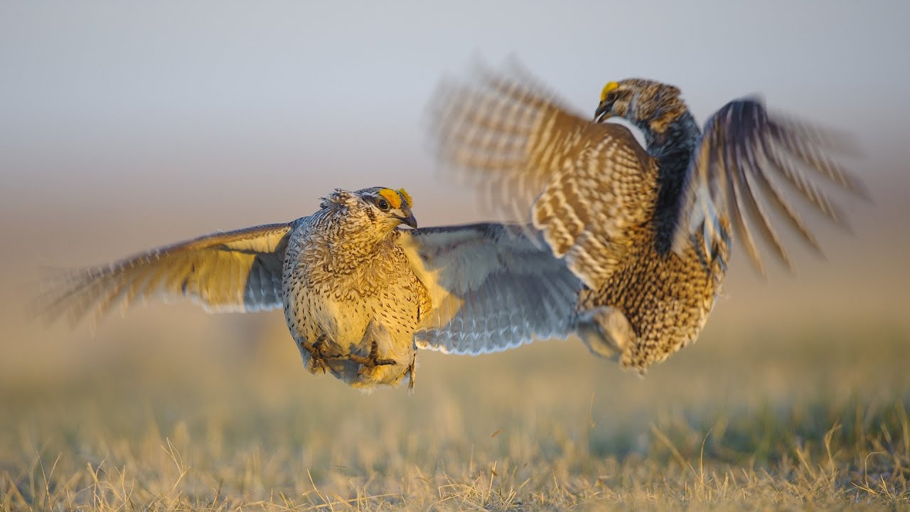 Real Angry Birds: Sharp-tailed Grouse Battle 