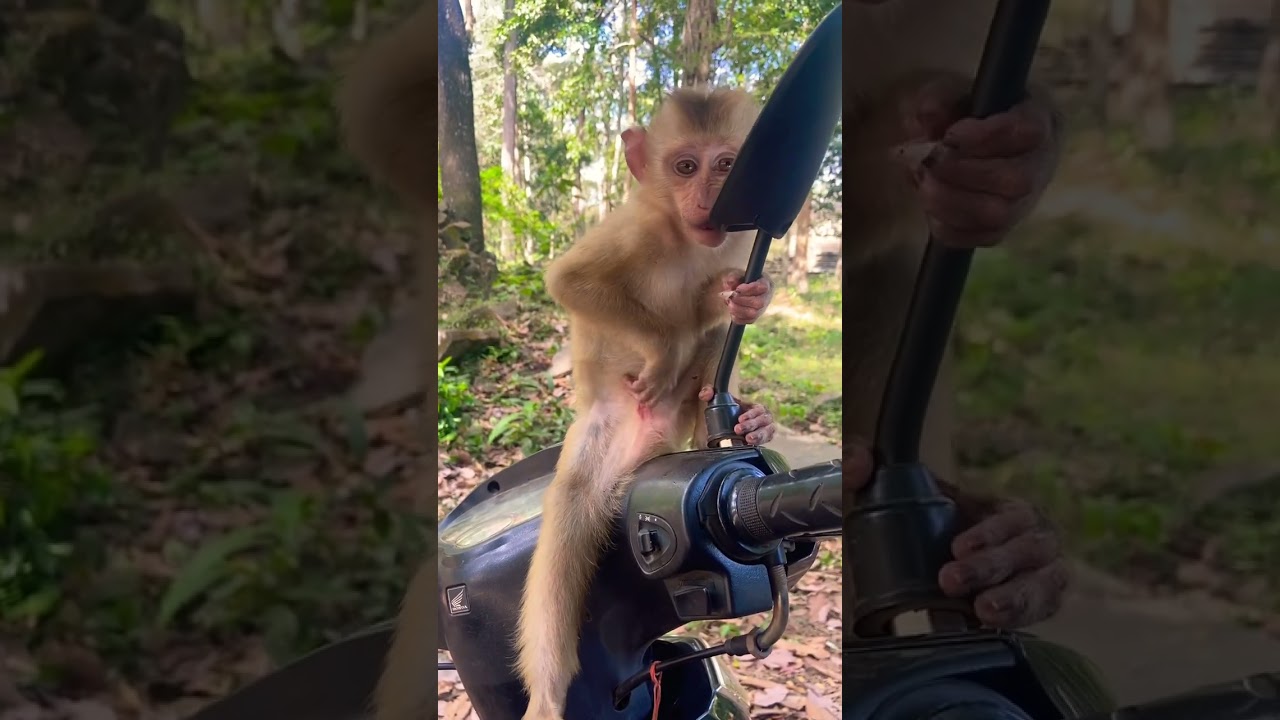 Monkey sitting and playing 