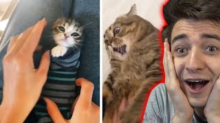 Video Di Gatti Ai Quali Penso Prima Di Dormire