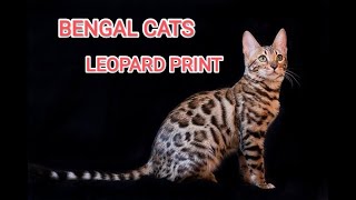 Bengal Cats Breeder | kittens Farming | BENGAL CATS IN INDIA | 8828891233