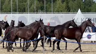 восемь вороных лошадей русской верховой породы