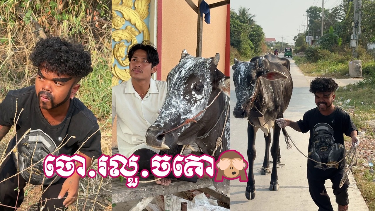 ចោរលួចគោ😂🙈| Ah Tuer Steal A Cow