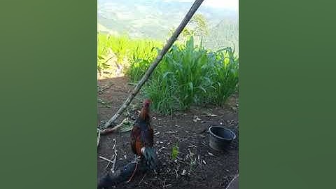 qaib qus pom 1 nawb zoo nraug kawg li