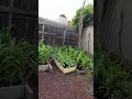I love gardening at home. #myanmaryoutubechannel #food #myfavoritethings #foryou #smartphone #mypop
