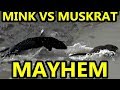 Age Old Mayhem, Mink VS Muskrat