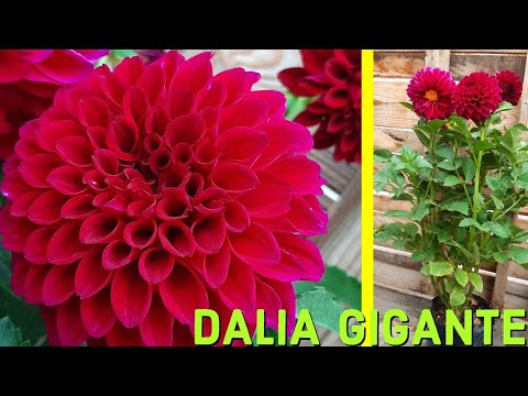 DALIA GIGANTE CUIDADOS Y MANTENIMIENTOS - thptnganamst.edu.vn